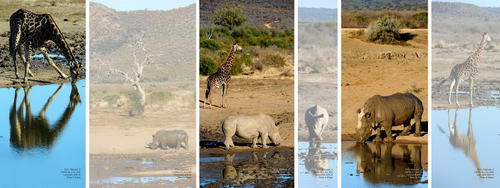 Nakuru Rhinos